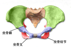 盆底康復(fù)知識科普，你的健康你做主