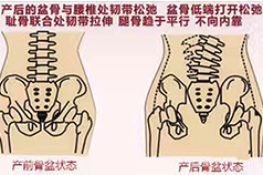 女性盆底解剖常識