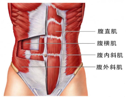 腹直肌分離，它附近的肌肉是什么？