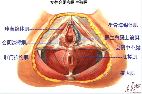 產(chǎn)后盆底修復(fù)，為什么產(chǎn)后的女性需要做盆底肌康復(fù)？