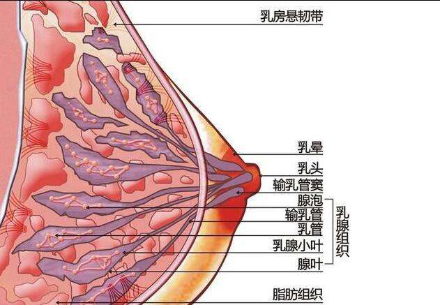 母乳檢測儀告訴您為什么要進(jìn)行乳腺疏通