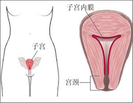 產(chǎn)后盆底肌怎么修復(fù)？你得知道為什么子宮內(nèi)膜薄要治療才能更好解決