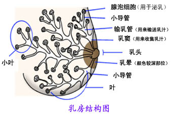 乳房的基本知識，母乳分析很重要