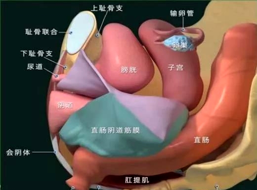 低得可憐的才6.6%女性獲得過盆底肌修復(fù)儀器的幫助