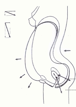 產(chǎn)康者腹直肌分離的理論知識不過關(guān)？你還怎么開展產(chǎn)后項目呢！