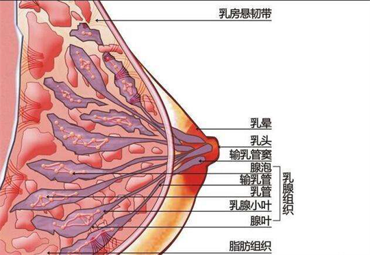 產(chǎn)康儀器如何及時(shí)為產(chǎn)后寶媽進(jìn)行開奶、疏通